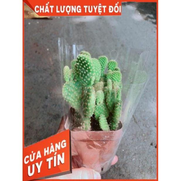 Xương Rồng Tai Thỏ