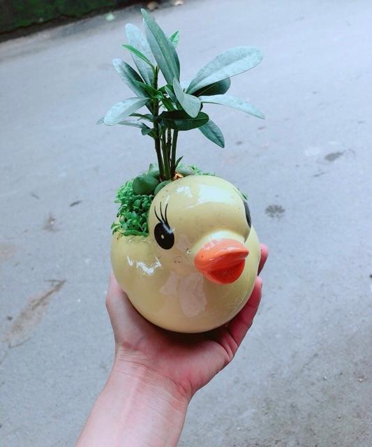 Chậu Vịt Vàng May Mắn