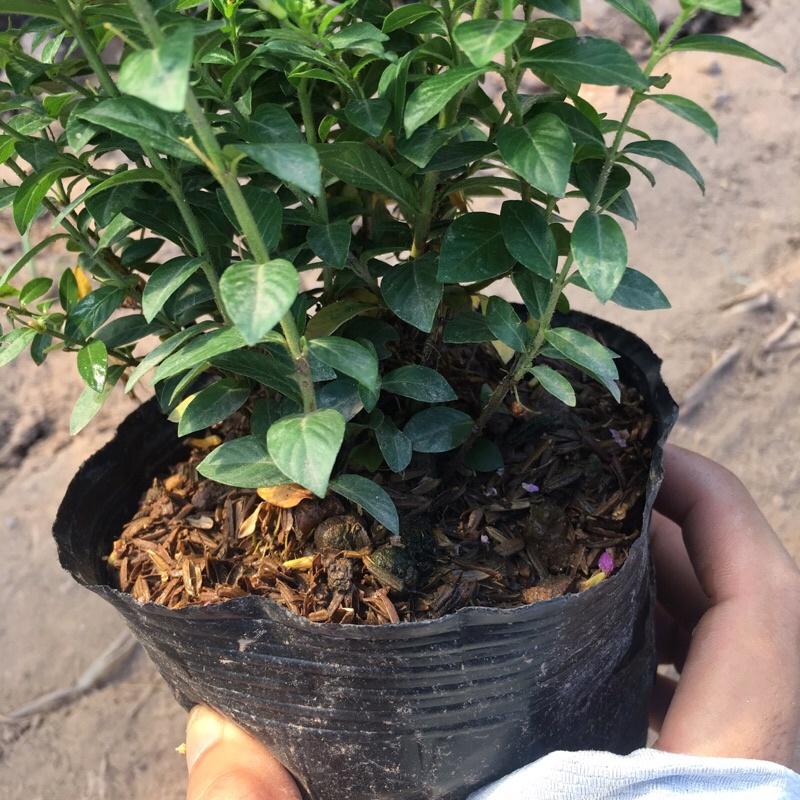 Cây hoa cẩm tú mai trồng bịch đen cao 10-15cm ra hoa và phát triển quanh năm