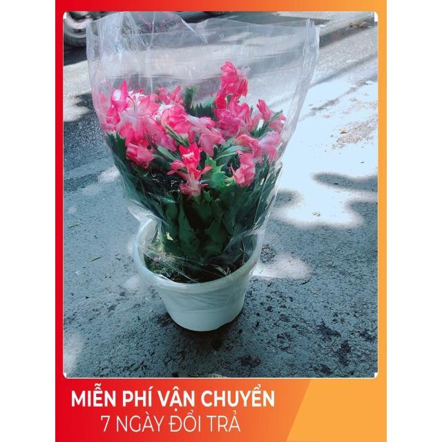 Chậu Hoa Quỳnh Size Đại