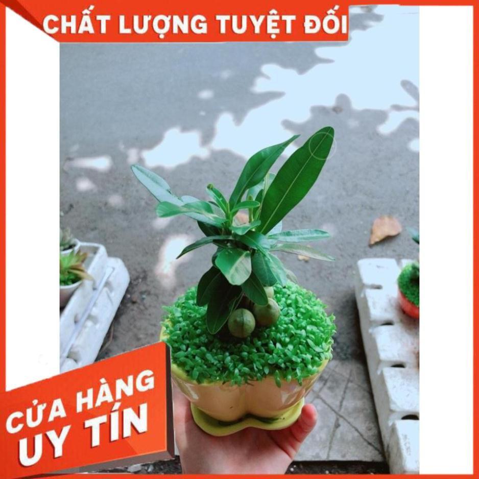 Chậu Cây May Mắn Trái Tim Vàng Nhiều Người Mua