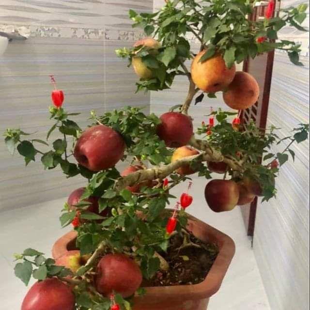 Cây Táo Đỏ Lùn F1