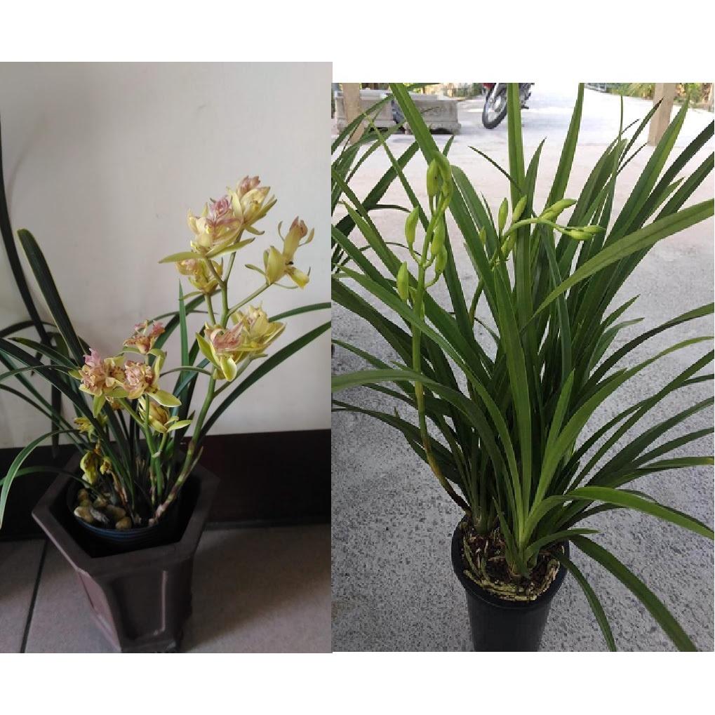 ĐỊA LAN TRUNG QUỐC - ĐẠI LAN CÁT CÁT