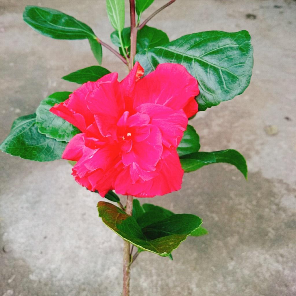 Hoa Dâm Bụt Thái - + tặng phân bón cho cây mau lớn
