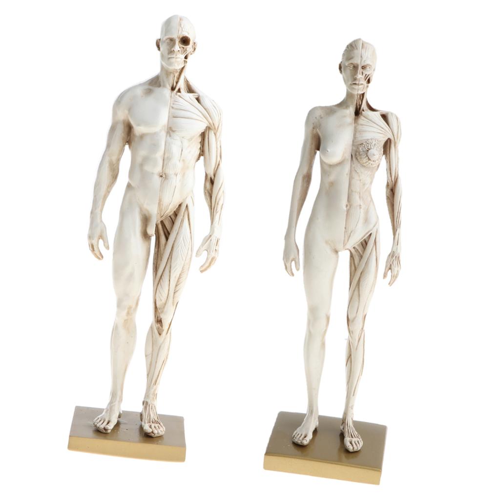 11 Inch Female & Male Anatomy Figure Model Anatomical Reference For Artists - White