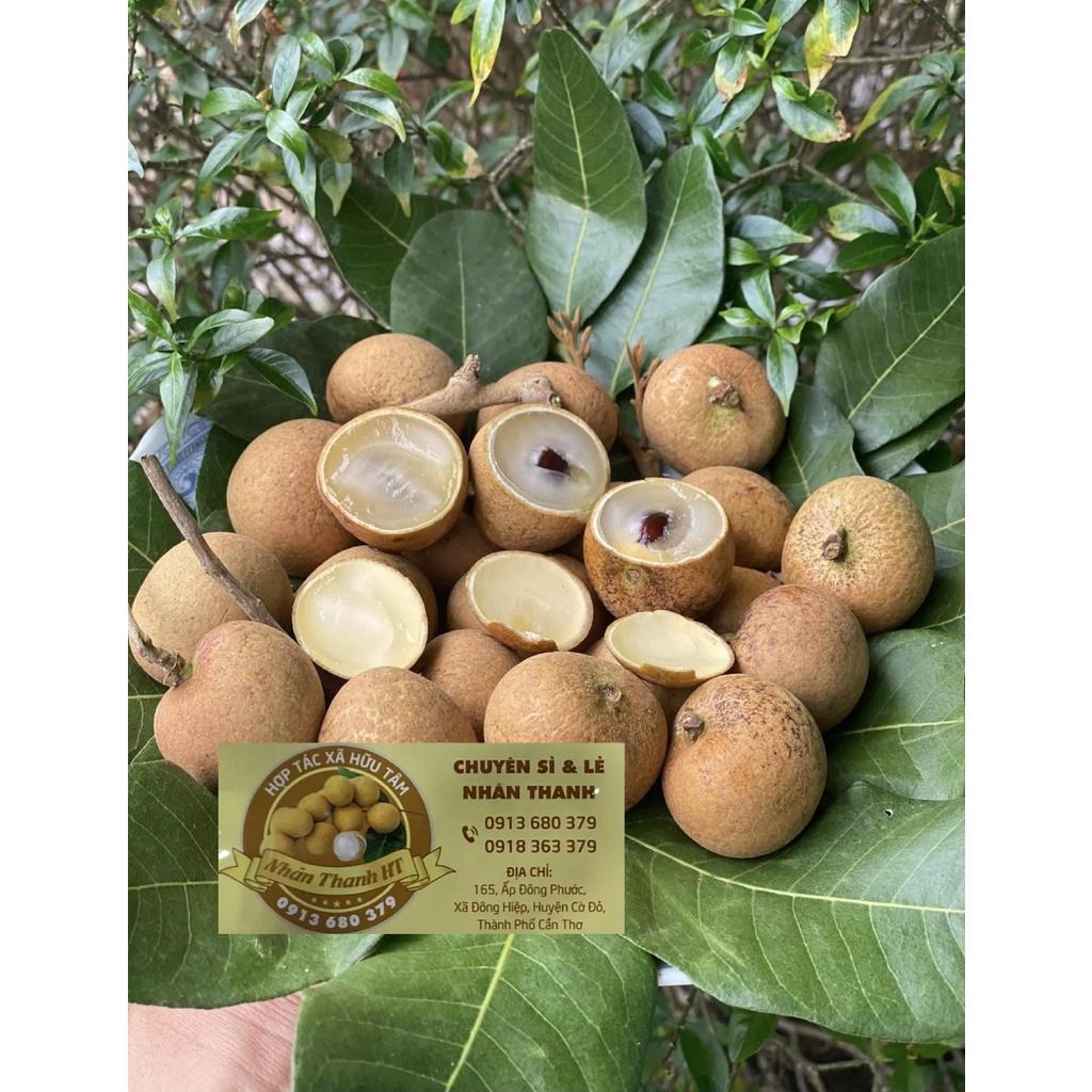 CÂY GIỐNG NHÃN ĐỘT BIẾN GEN