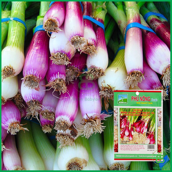 Combo 2 gói Hạt giống hành gốc tím F1 -gói 2gram/tặng kèm gói phân bón lót
