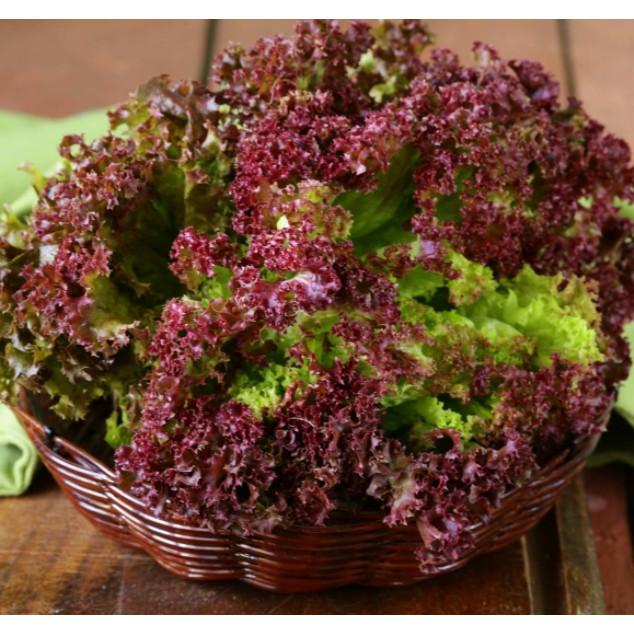 0.2gr hạt xà lách xoăn tím chịu nhiệt