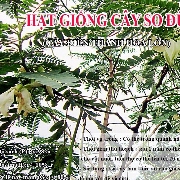 Hạt Giống Cây So Đũa – Cây Điền Thanh Hoa Lớn - Giống Cỏ Chăn Nuôi - Cỏ Chăn Nuôi động vật