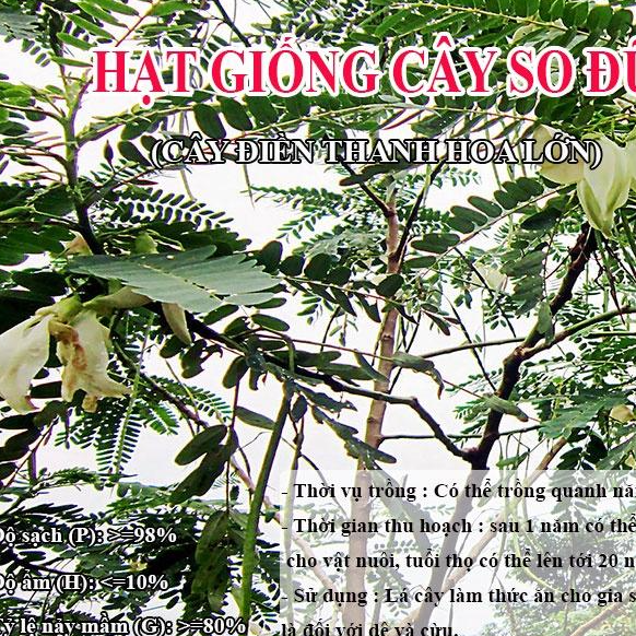 Hạt Giống Cây So Đũa (500g) – Cây Điền Thanh Hoa Lớn - Giống Cỏ Chăn Nuôi - Cỏ Chăn Nuôi động vật