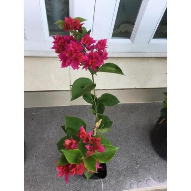 Cây giấy thái đỏ hồng siêu hoa