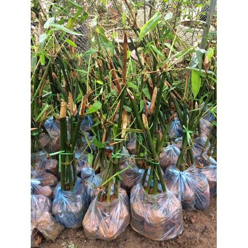 CÂY GIỐNG MĂNG TRE BÁT ĐỘ, CAM KẾT GIỐNG CHUẨN F1 - CGMTBĐF1