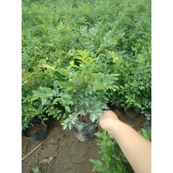 Cây nho thân gỗ rất sai quả , cây giống khoẻ mạnh dễ trồng