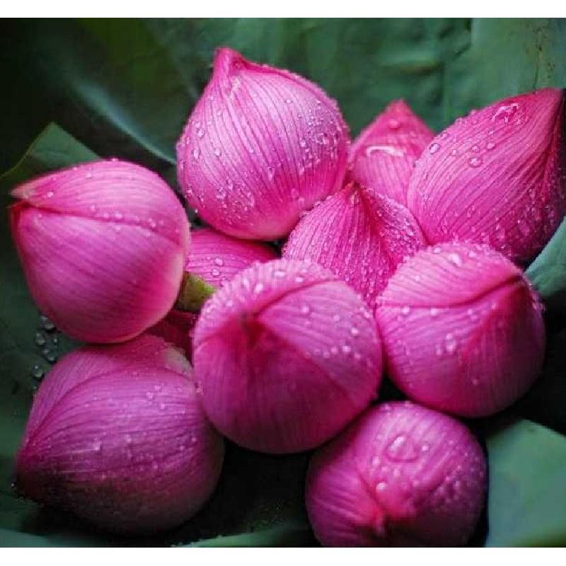 Hạt Giống Hoa Sen Ta 10 hạt/gói