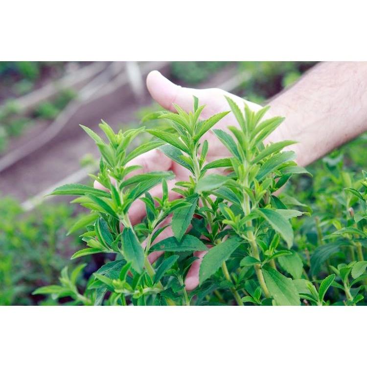 Hạt giống cỏ ngọt stevia KNS3466 - Gói 20 hạt