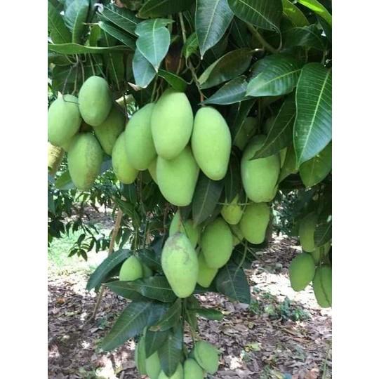 CÂY GIỐNG XOÀI KEO CAMPUCHIA CÂY GHÉP