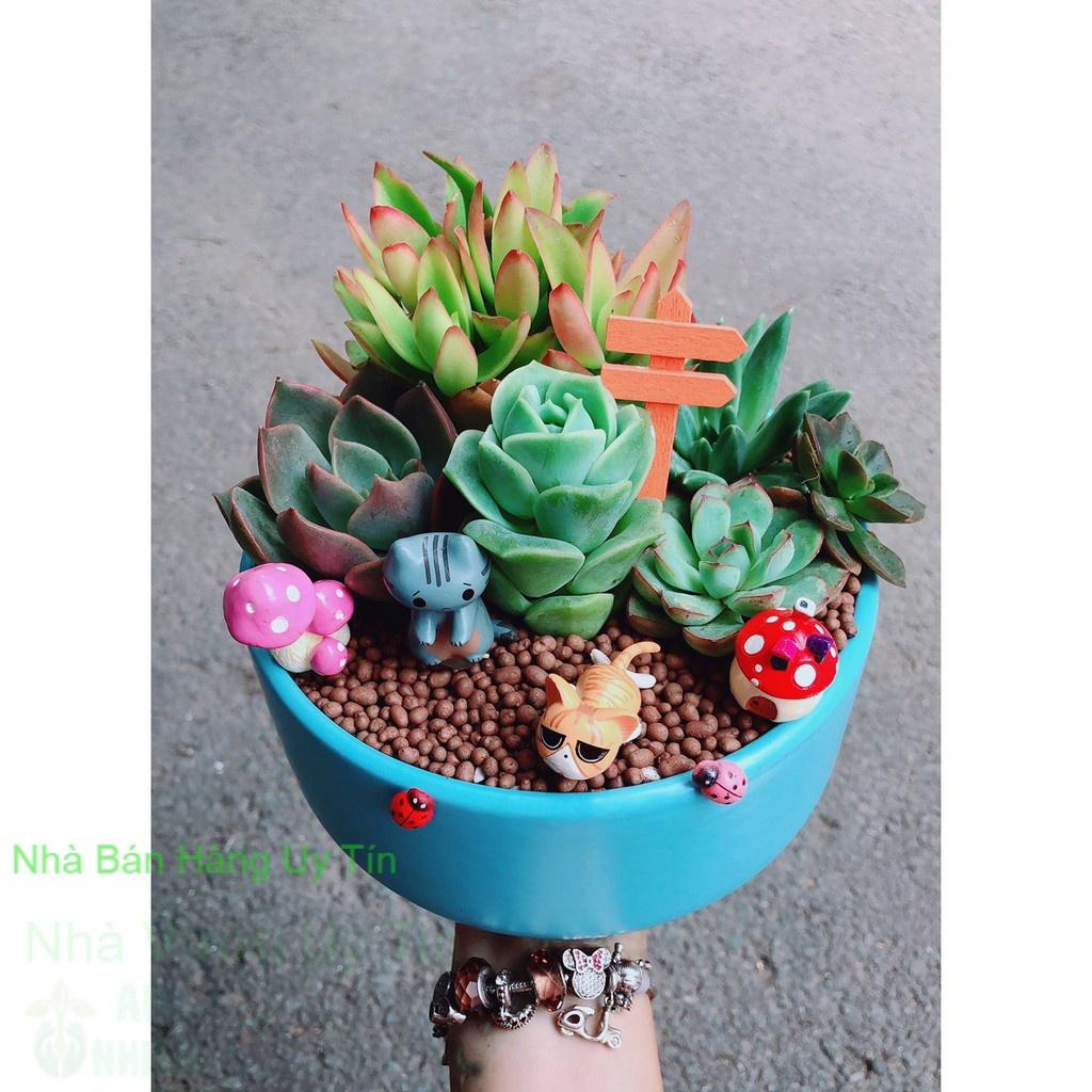 Chậu sen đá tiểu cảnh