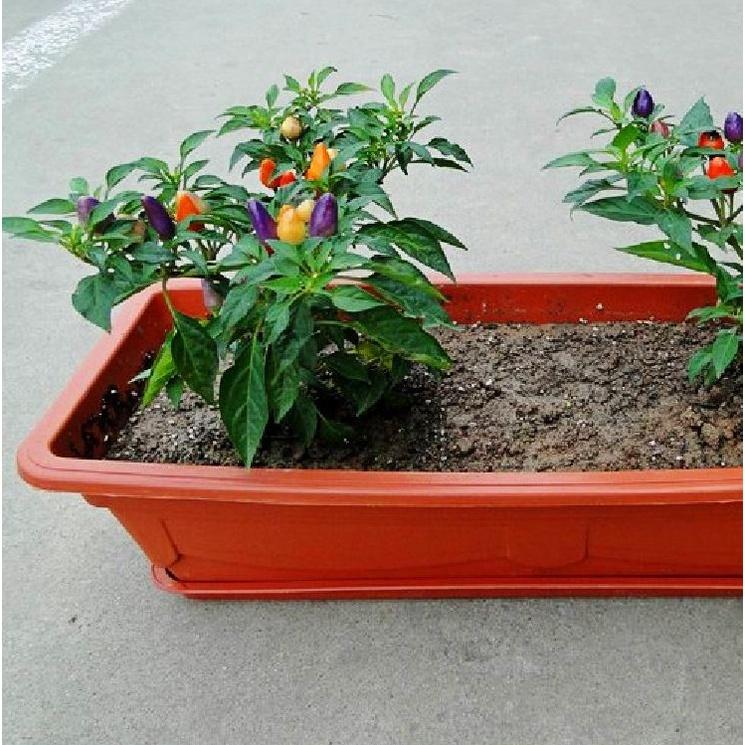 Hạt giống ớt bàn đào KNS3376 - Gói 20 hạt