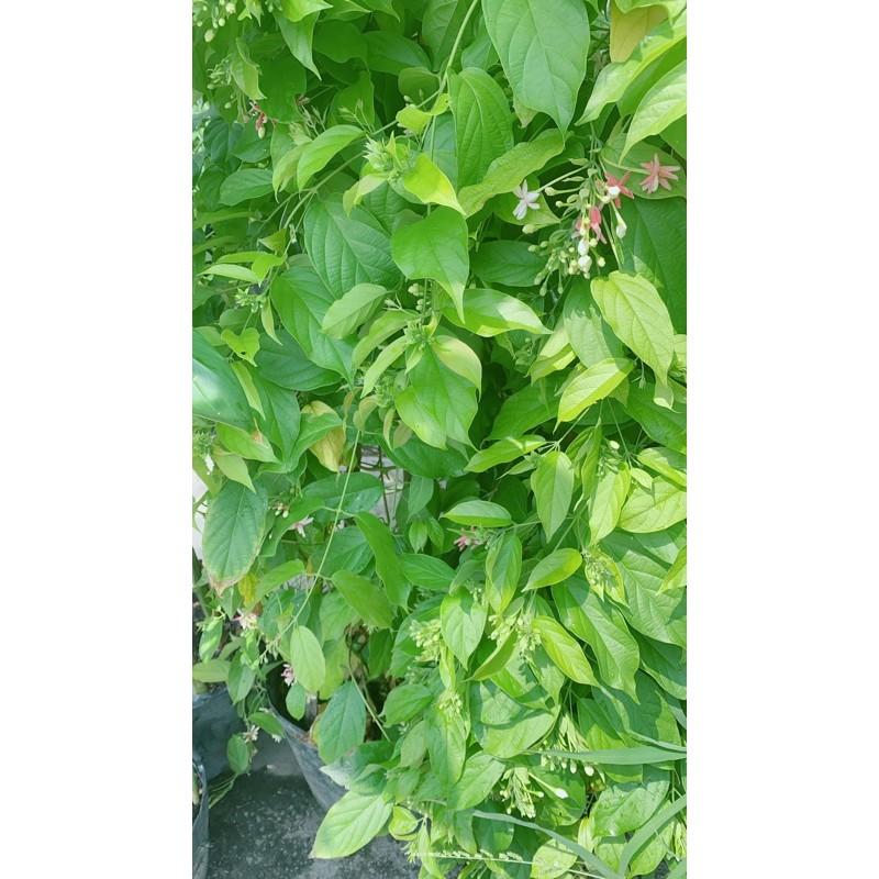 Cây Trang Leo Cao 1m6