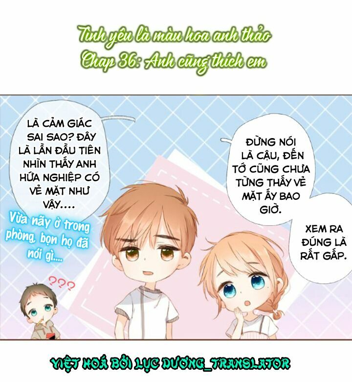 Tình yêu là màu hoa anh thảo chapter 36.1 1