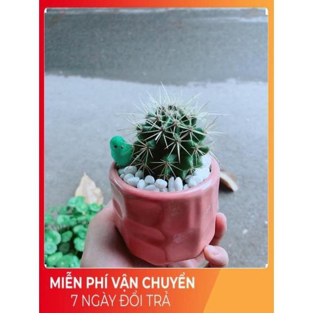 Chậu Xương Rồng Kim Hổ