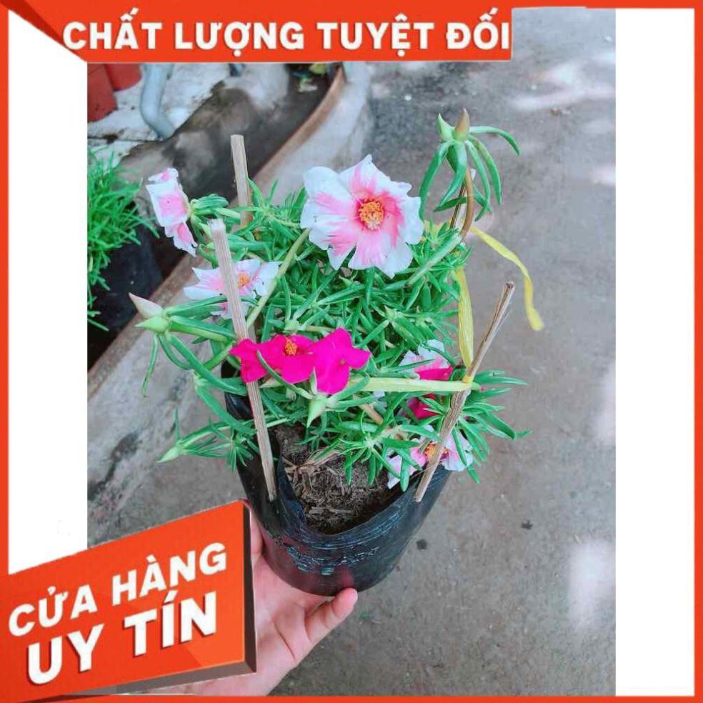 Hoa mười giờ sam Nhiều Người Mua