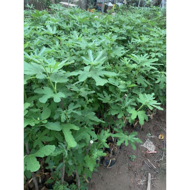 Cây sung mỹ giống sai quả, cây lùn trồng chậu giống