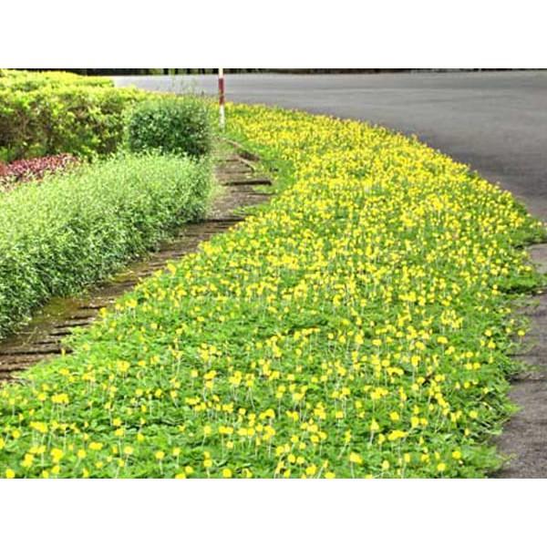 Hạt Giống Cỏ Lạc Dại – Cỏ Thảm Cảnh - Cỏ Đậu Phộng