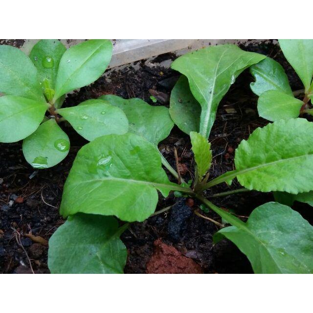 Hạt giống rau cải trời  KNS3709 - gói 100 hạt