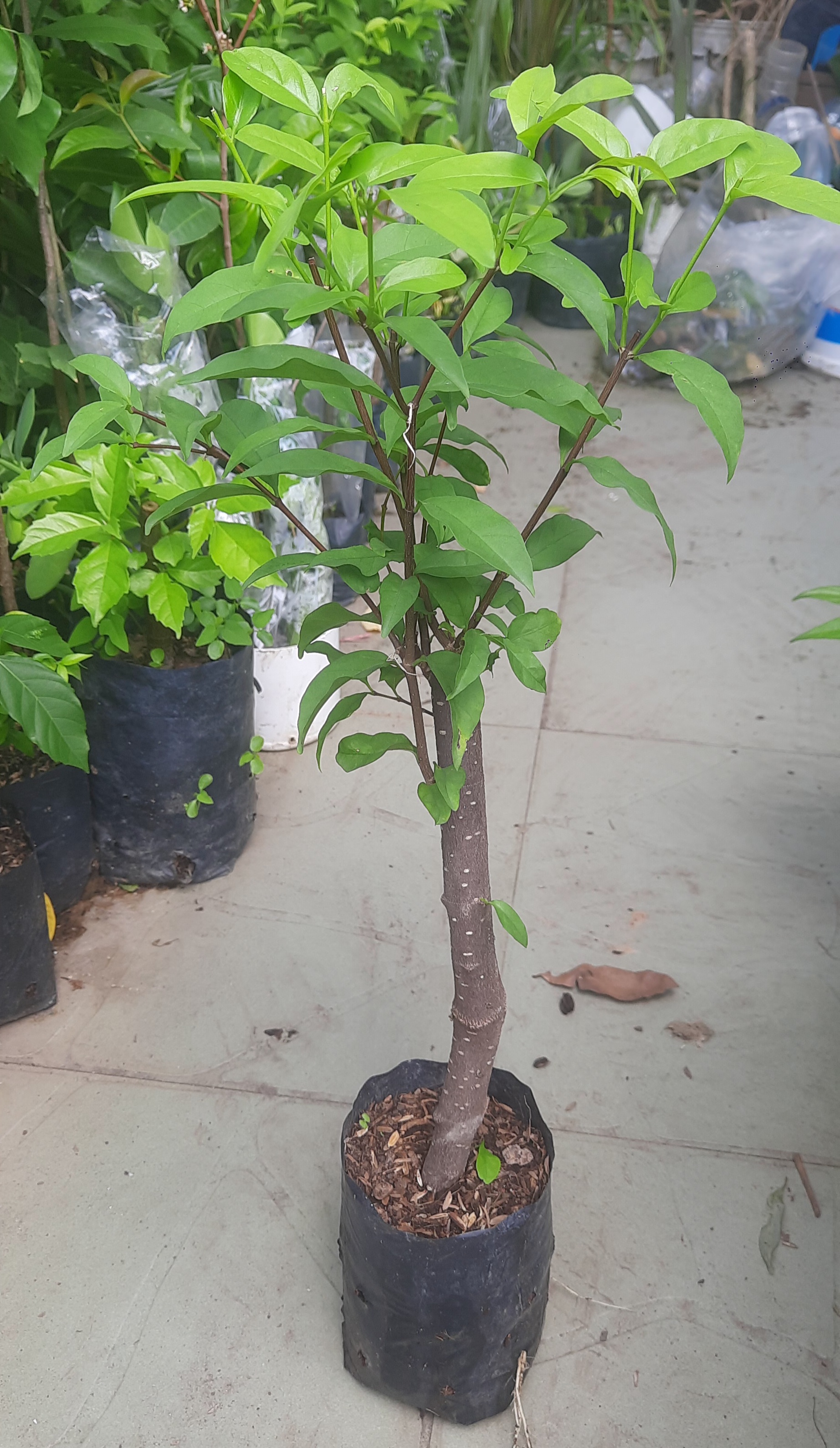 Cây mai chiếu thủy lá to, như hình