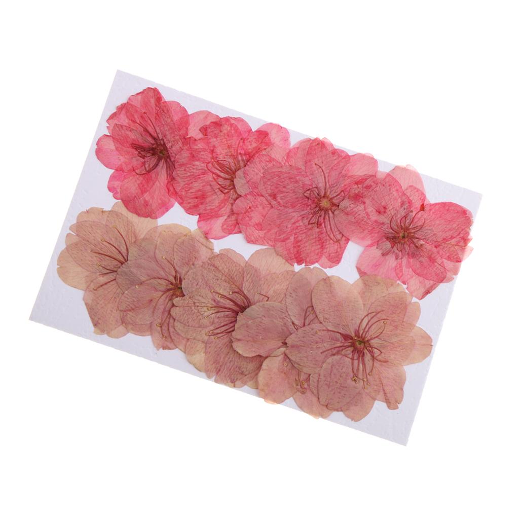 10 Pieces Natural Pressed Dried Sakura Flower Cherry Blossom for DIY Arts Crafts