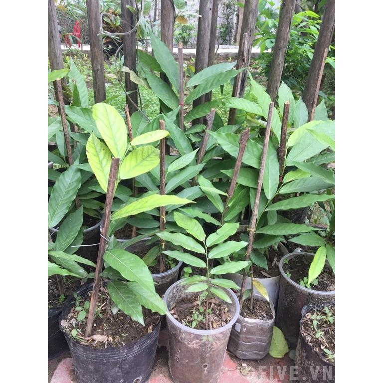 Cây giống hoa dẻ thơm - cây giống nhỏ