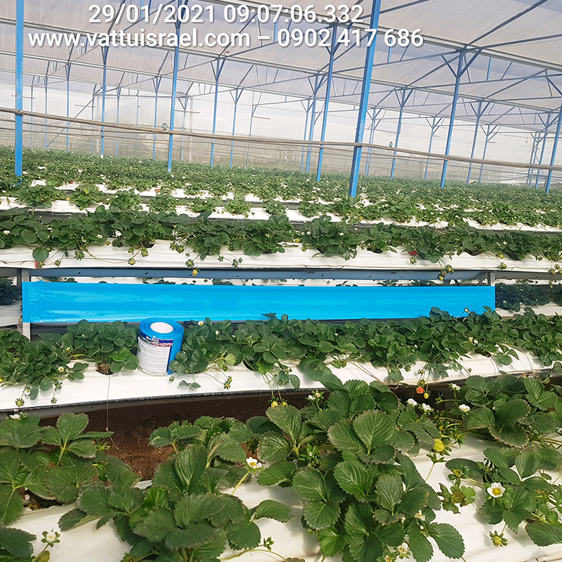 Keo Bẫy Xanh Diệt Bọ Trĩ nhập khẩu Israel Blue Trap gây hại nông nghiệp với thời gian trên 8 tháng chịu mưa nắng và nước tưới