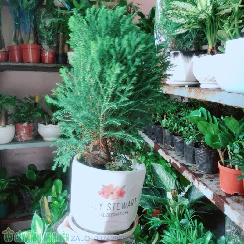 Cây Tùng Bồng Lai Kèm Chậu Sứ
