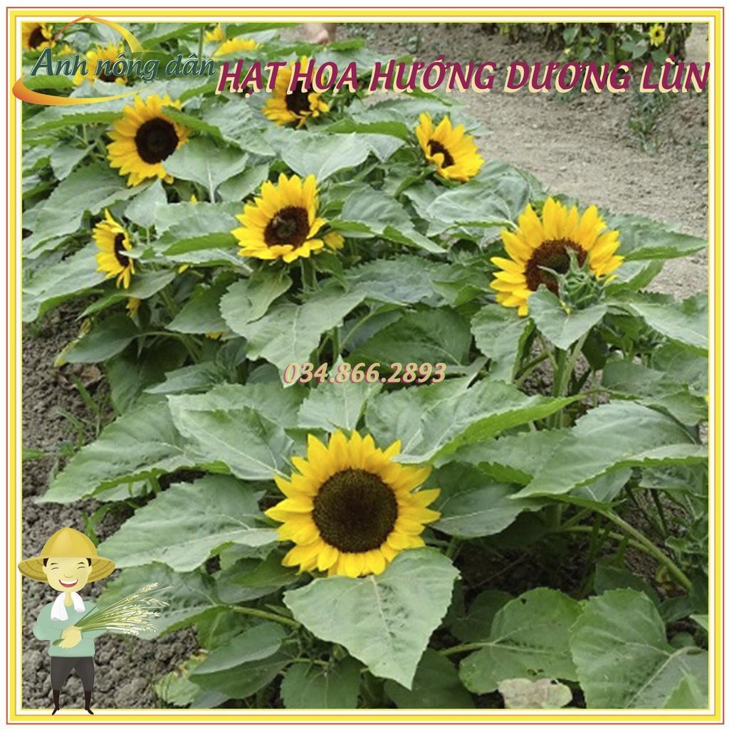 Gói 30 Hạt giống hoa hướng dương lùn hoa đơn F1 nở hoa đều