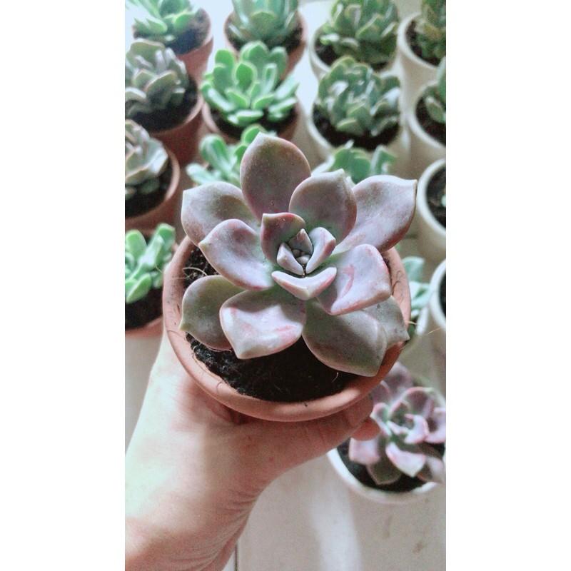 Chậu Sen Đá Nhỏ