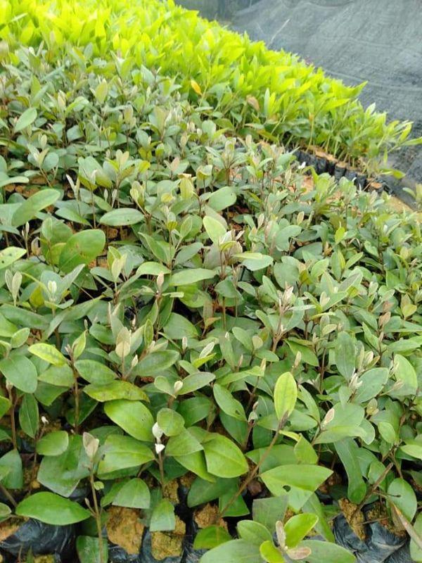 Com bo 4 cây sim ăn quả cây đẹp giống chuẩn