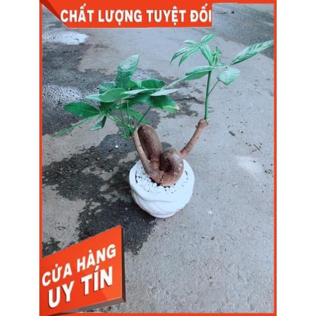 Chậu Kim Ngân Nơ
