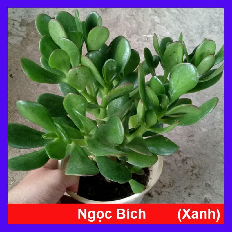 Cây Ngọc Bích (Xanh) - cây cảnh để bàn