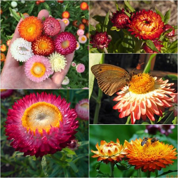 Hạt giống hoa cúc bất tử