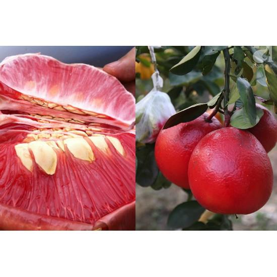 Cây giống Bưởi Đỏ Luận Văn .