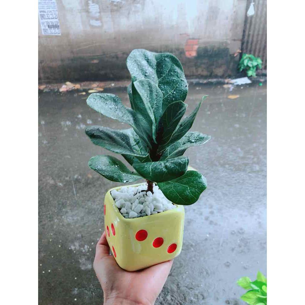 Chậu Cây Bàng Singapore Bán Chạy