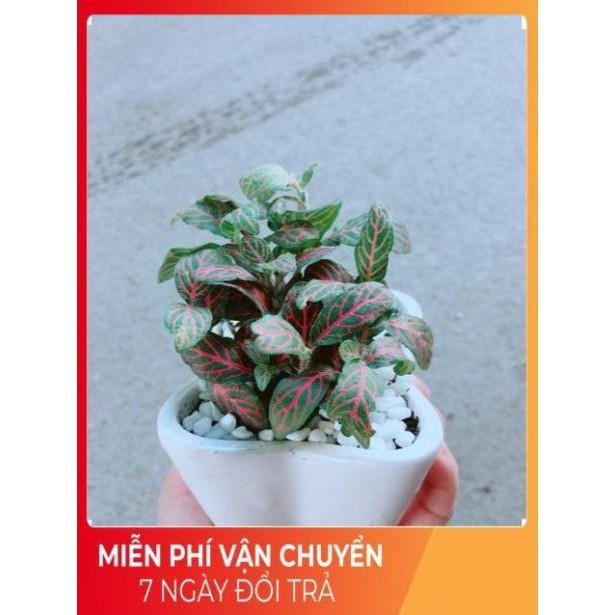 Chậu Cẩm Nhung Đỏ