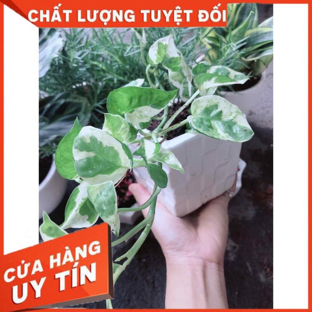 Chậu trầu bà sữa Nhiều Người Mua