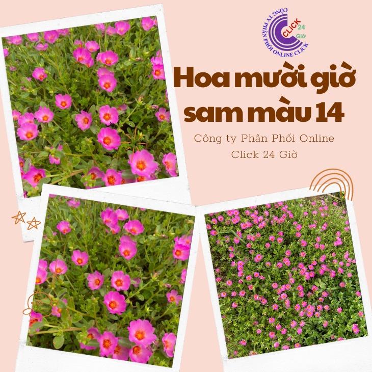 Cành Giống Hoa Sam Chuẩn Sam Thái Nhập Khẩu Hoa To Màu Tím Số 14 Hoa Mười Giờ Sam Giống Mới