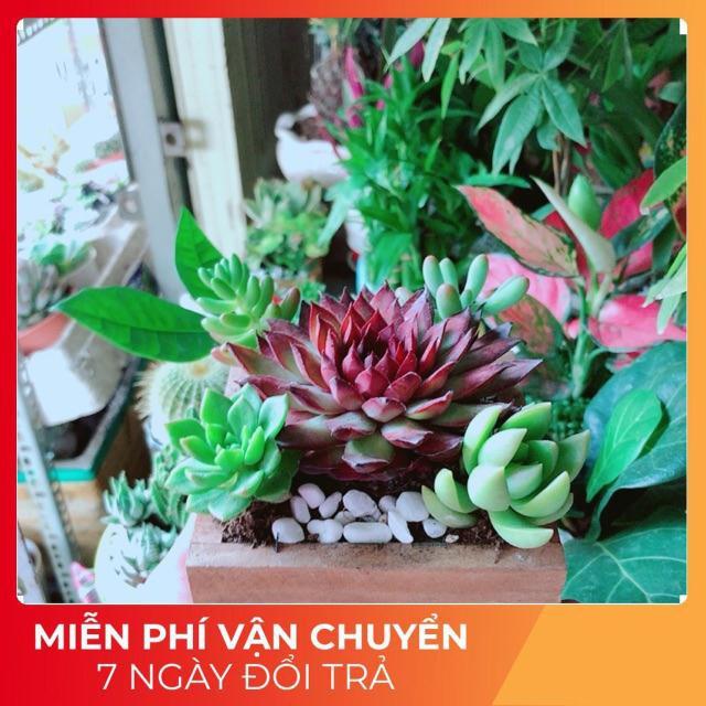 Chậu Sen Đá