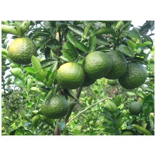 CÂY GIỐNG CAM SÀNH MIỀN NAM