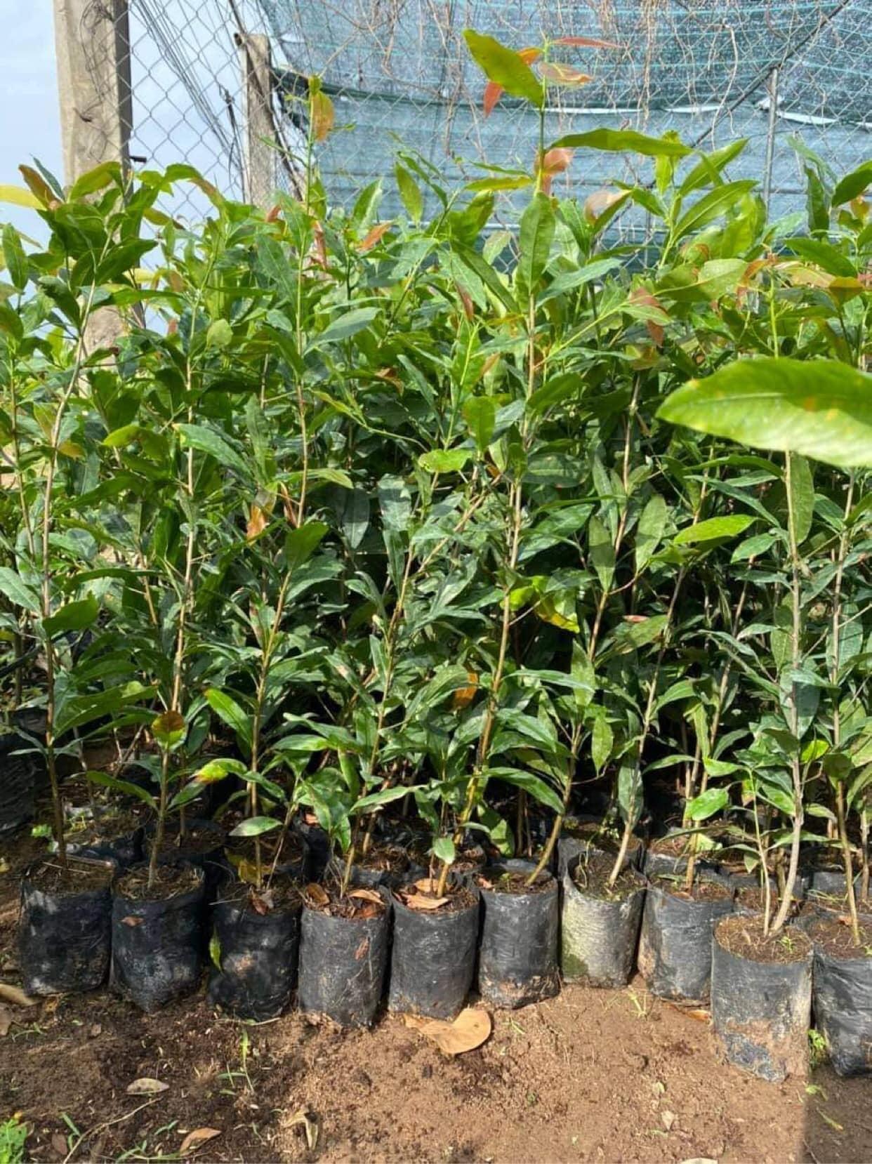 CÂY GIỐNG MAI cánh Xoáy.