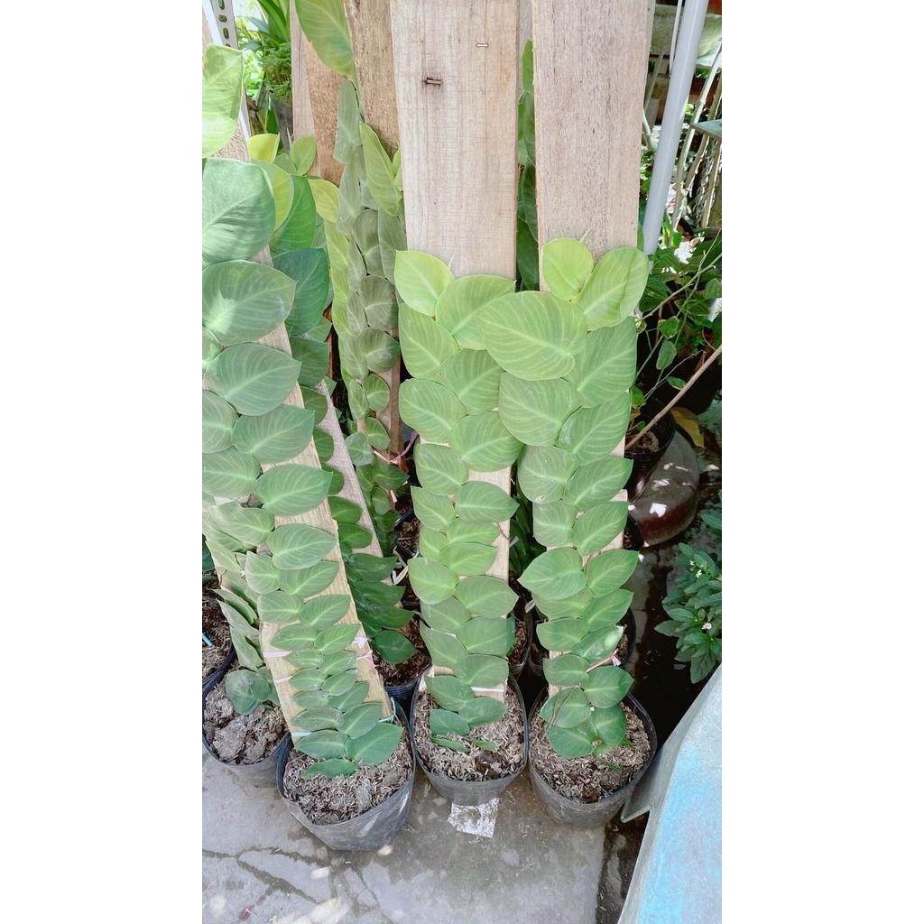 Cây Thằn Lằn(tắc kè) cao 70cm