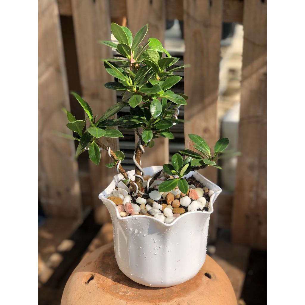 Cây si Nhật dáng Bonsai